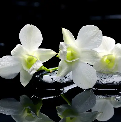 Vidiniai roletai Orchidėjos ir elegancija