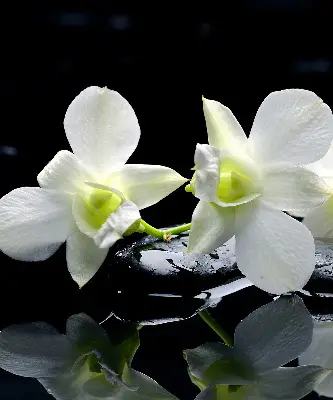 Vidiniai roletai Orchidėjos ir elegancija