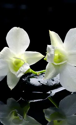 Vidiniai roletai Orchidėjos ir elegancija