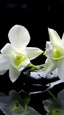 Vidiniai roletai Orchidėjos ir elegancija