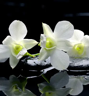 Vidiniai roletai Orchidėjos ir elegancija