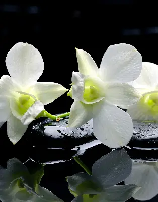 Vidiniai roletai Orchidėjos ir elegancija