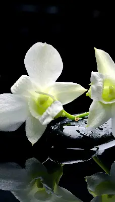 Vidiniai roletai Orchidėjos ir elegancija