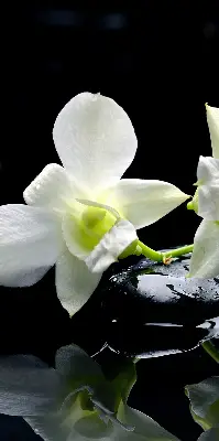 Vidiniai roletai Orchidėjos ir elegancija