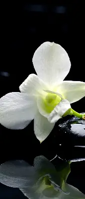 Vidiniai roletai Orchidėjos ir elegancija
