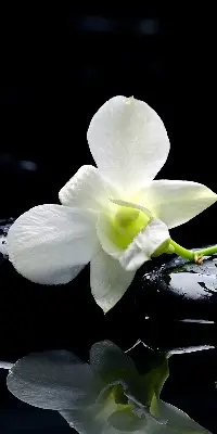 Vidiniai roletai Orchidėjos ir elegancija