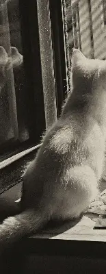 Vidiniai langų roletai Katės lange