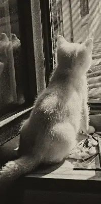 Vidiniai langų roletai Katės lange