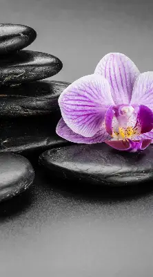 Vidiniai roletai Orchidėja ant akmenų