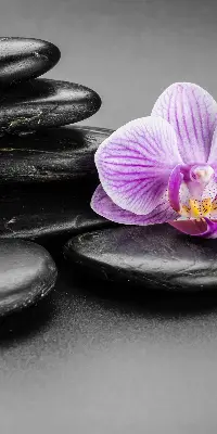 Vidiniai roletai Orchidėja ant akmenų