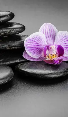 Vidiniai roletai Orchidėja ant akmenų