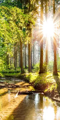 Vidiniai roletai langams Saulė šviečia pro medžius