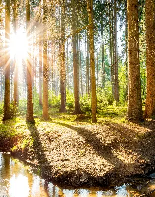 Vidiniai roletai langams Saulė šviečia pro medžius