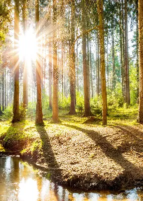 Vidiniai roletai langams Saulė šviečia pro medžius