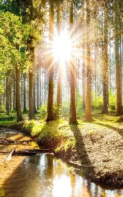 Vidiniai roletai langams Saulė šviečia pro medžius