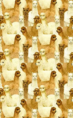 Vidiniai roletai langams Alpakų banda
