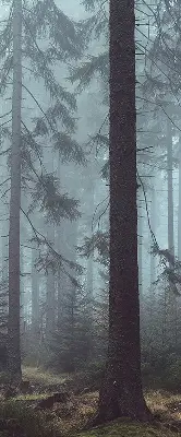 Medžiaginiai roletai Miškas naktį