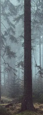 Medžiaginiai roletai Miškas naktį