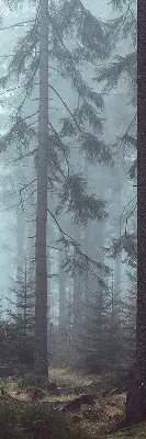 Medžiaginiai roletai Miškas naktį