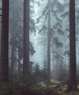 Medžiaginiai roletai Miškas naktį