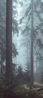 Medžiaginiai roletai Miškas naktį