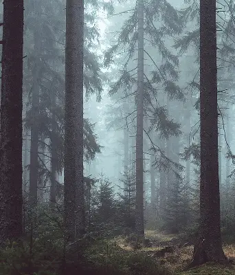 Medžiaginiai roletai Miškas naktį