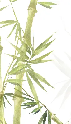 Roletai langams Bambukas