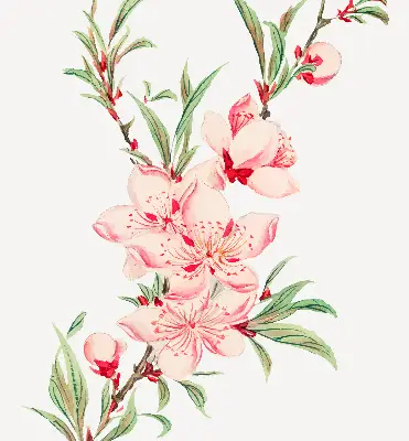 Vidiniai roletai langams Rožinė gėlė