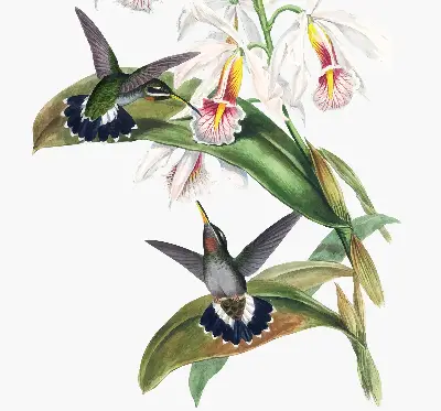 Roletai langams Paukščiai ant gėlės