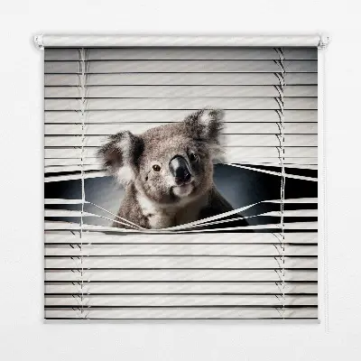 Roletai langams Koala