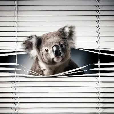 Roletai langams Koala