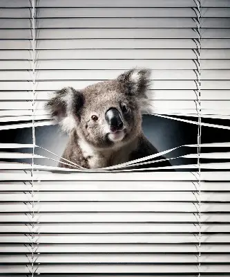 Roletai langams Koala