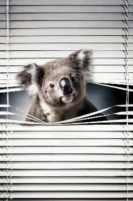 Roletai langams Koala