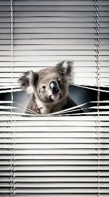 Roletai langams Koala