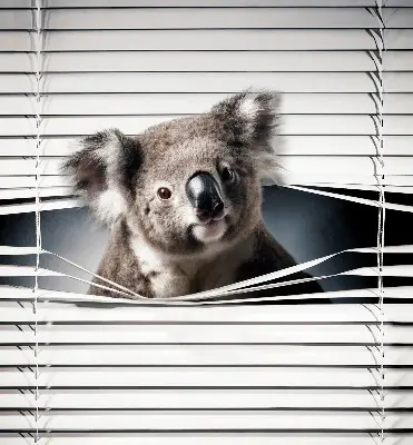 Roletai langams Koala