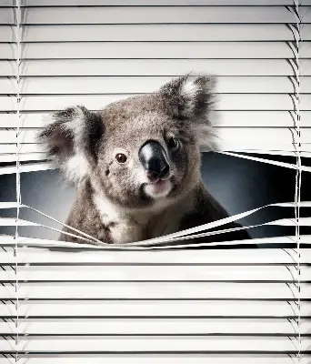 Roletai langams Koala