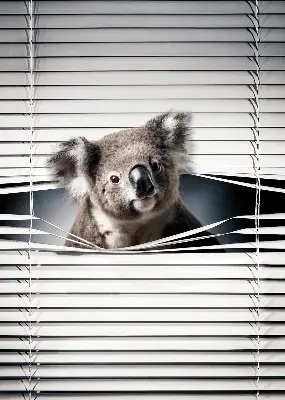 Roletai langams Koala