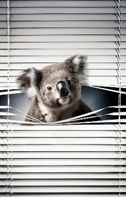 Roletai langams Koala