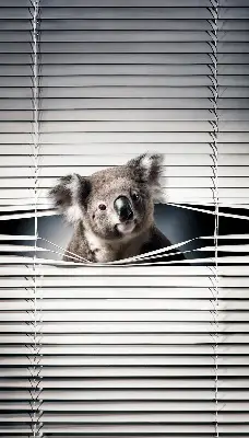 Roletai langams Koala