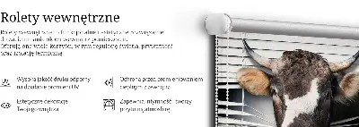 Vidiniai langų roletai Karvė