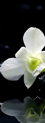 Vidiniai užtemdantys roletai Orchidėjos ir elegancija