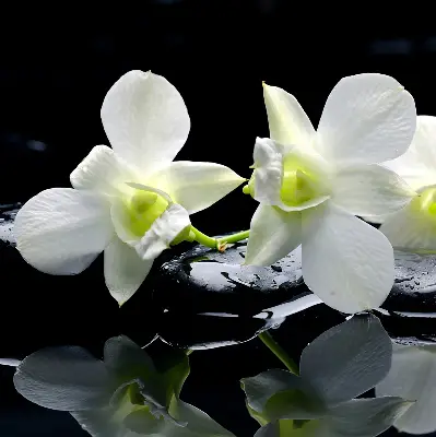 Vidiniai užtemdantys roletai Orchidėjos ir elegancija