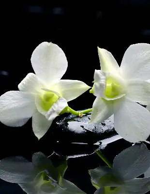 Vidiniai užtemdantys roletai Orchidėjos ir elegancija