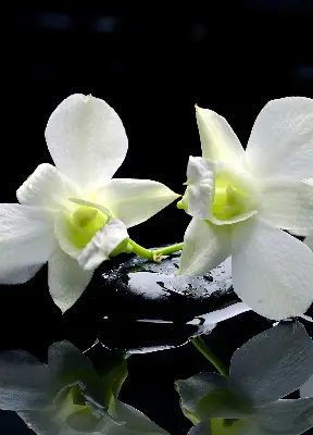 Vidiniai užtemdantys roletai Orchidėjos ir elegancija