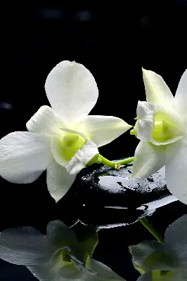 Vidiniai užtemdantys roletai Orchidėjos ir elegancija