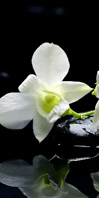 Vidiniai užtemdantys roletai Orchidėjos ir elegancija