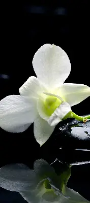 Vidiniai užtemdantys roletai Orchidėjos ir elegancija
