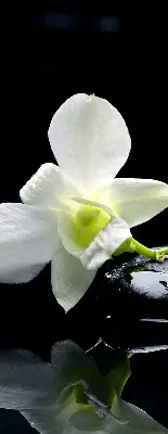 Vidiniai užtemdantys roletai Orchidėjos ir elegancija