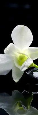 Vidiniai užtemdantys roletai Orchidėjos ir elegancija