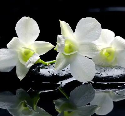 Vidiniai užtemdantys roletai Orchidėjos ir elegancija